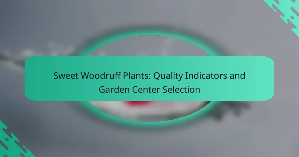 Sweet Woodruff Plants: Quality Indicators and Garden Center Selection