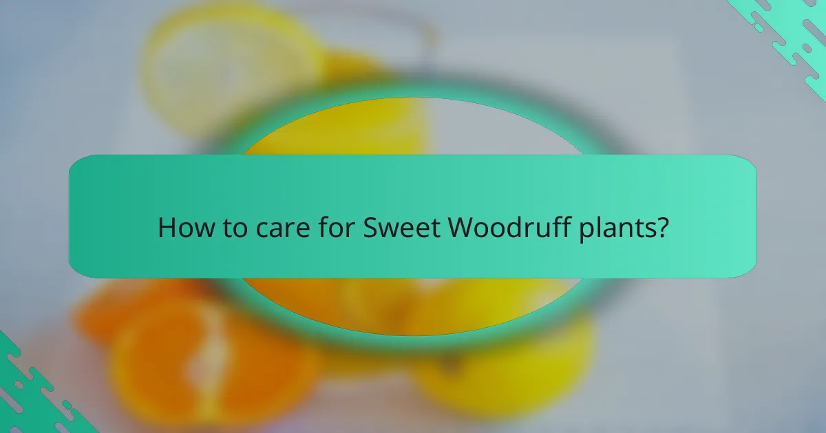 How to care for Sweet Woodruff plants?