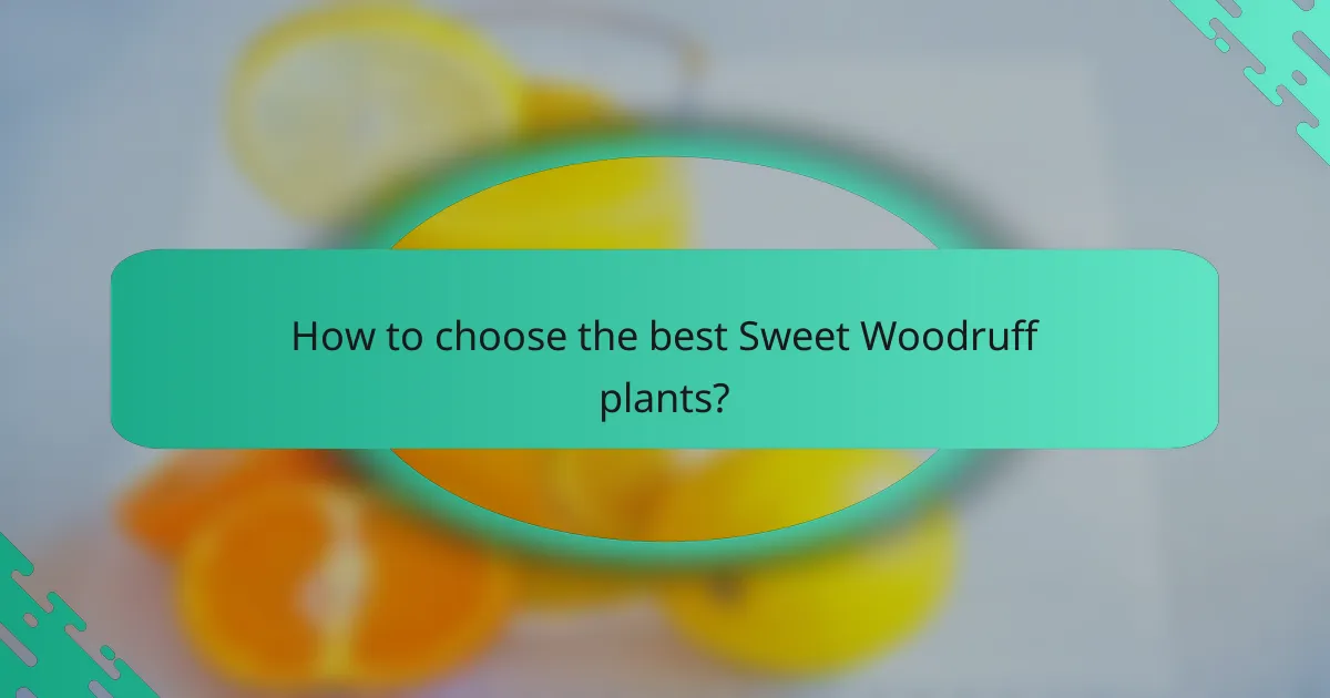 How to choose the best Sweet Woodruff plants?