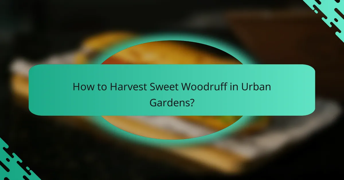 How to Harvest Sweet Woodruff in Urban Gardens?