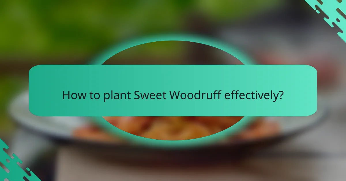 How to plant Sweet Woodruff effectively?