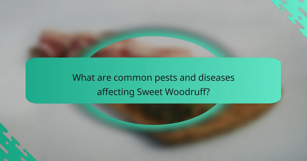 What are common pests and diseases affecting Sweet Woodruff?