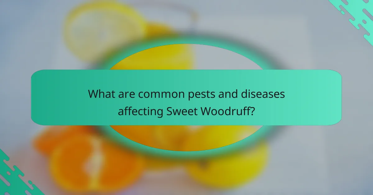 What are common pests and diseases affecting Sweet Woodruff?