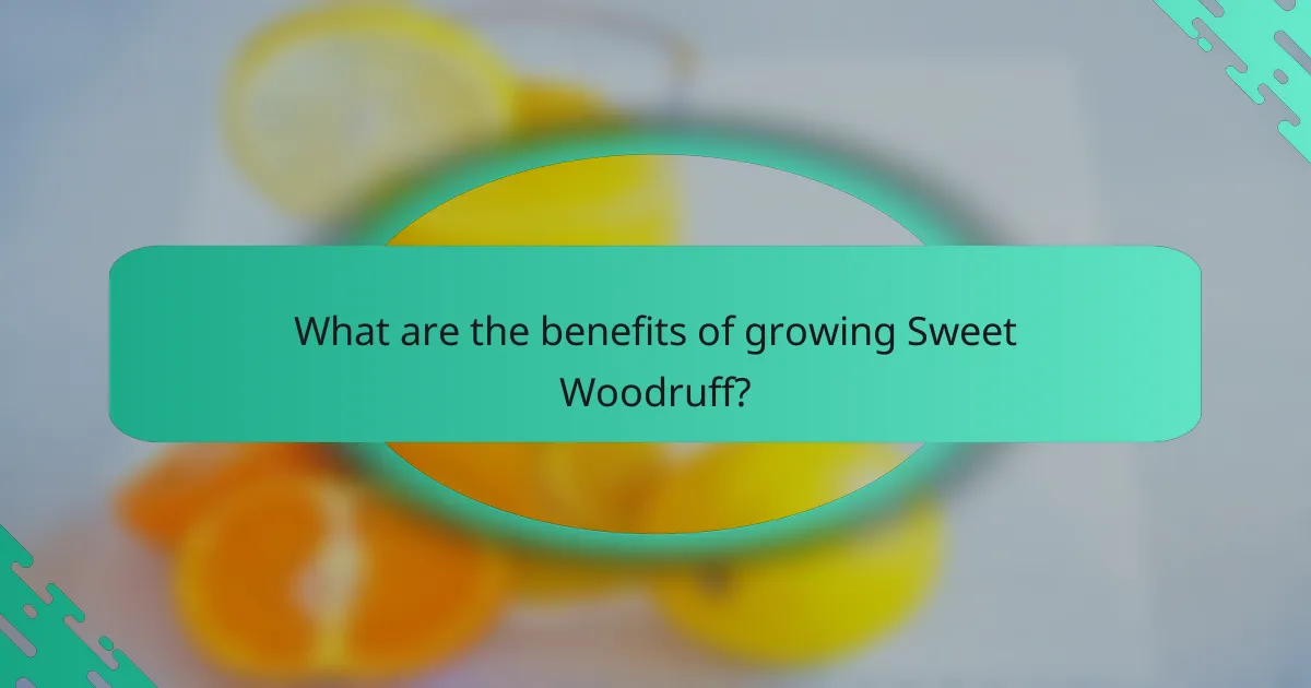 What are the benefits of growing Sweet Woodruff?