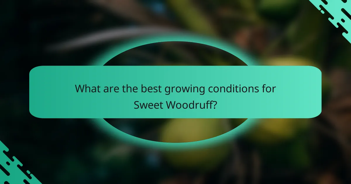 What are the best growing conditions for Sweet Woodruff?