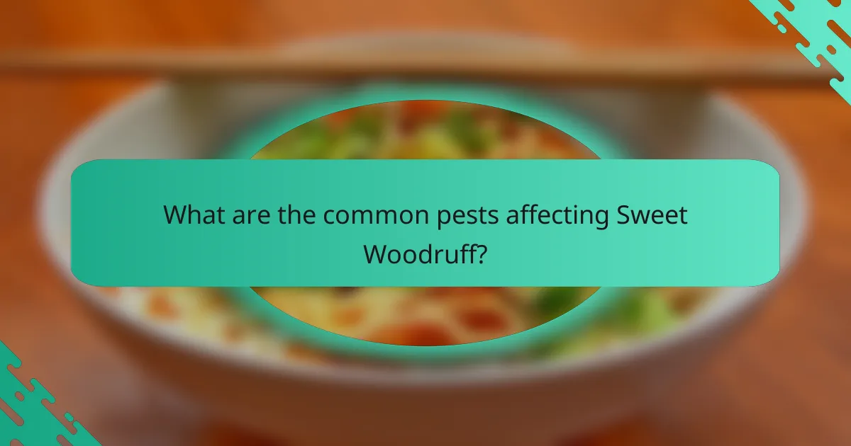 What are the common pests affecting Sweet Woodruff?