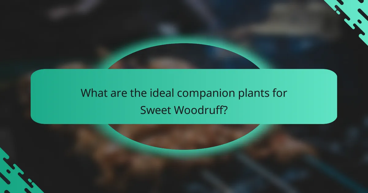 What are the ideal companion plants for Sweet Woodruff?