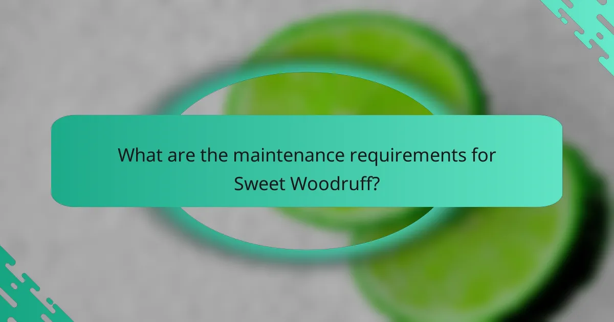 What are the maintenance requirements for Sweet Woodruff?