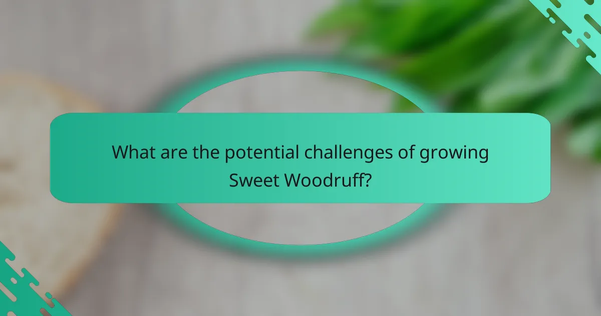 What are the potential challenges of growing Sweet Woodruff?