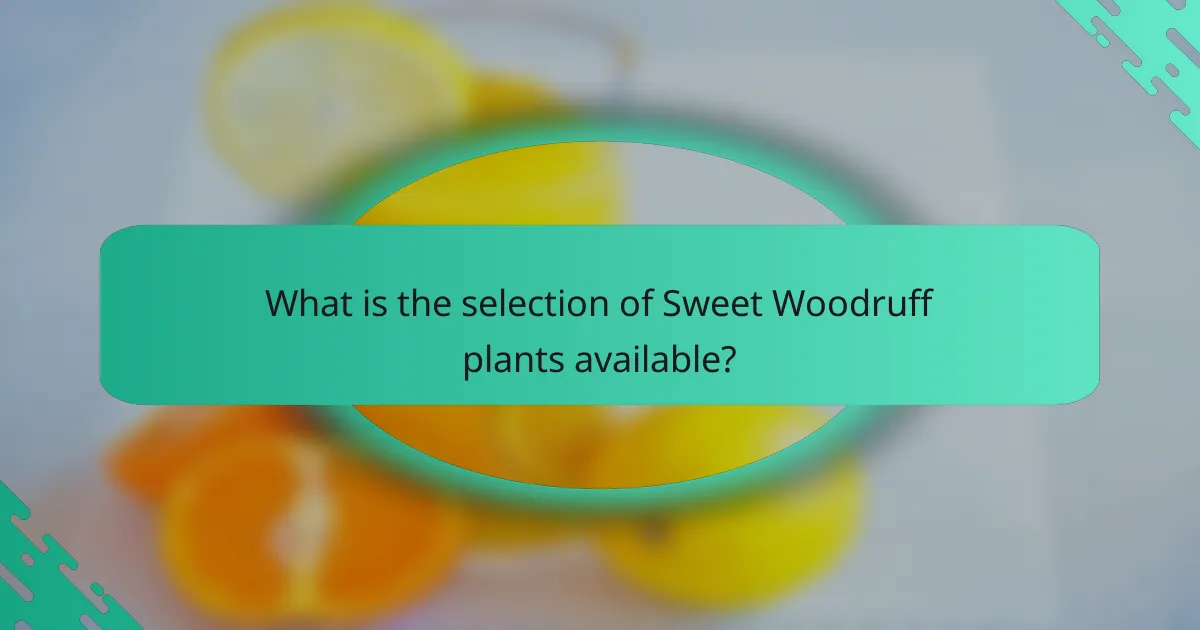 What is the selection of Sweet Woodruff plants available?